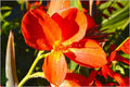 Canna Lily #1 Print Unisex , , , Long Sleeve Tee