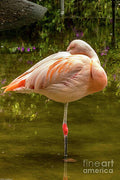 Flamingo Profile #1 Print Unisex , , , Long Sleeve Tee