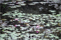 Reflecting Lilies Print Unisex , , , Long Sleeve Tee