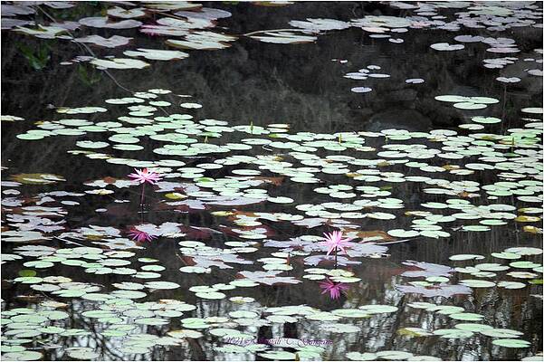 Reflecting Lilies Print Unisex , , , Long Sleeve Tee