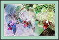 Orchid Trio #2 Print Unisex , , , Long Sleeve Tee