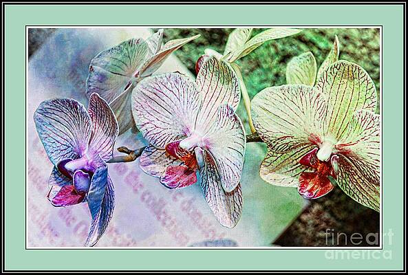 Orchid Trio #2 Print Unisex , , , Long Sleeve Tee