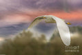 Snowy Egret #1 Print Unisex , , , Long Sleeve Tee