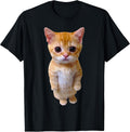 El Gato Meme Sad Crying Cat Munchkin Kitty Meme
