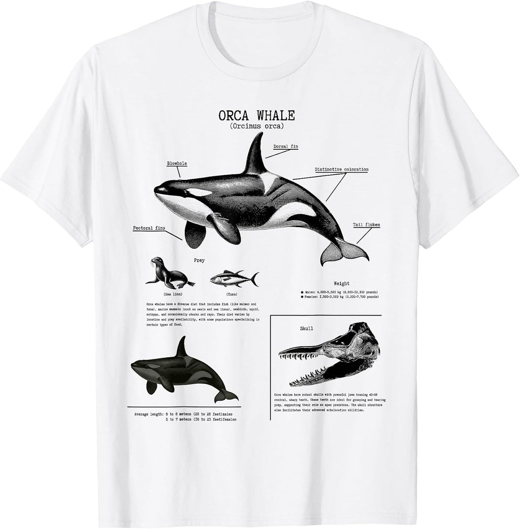 Orca whale Anatomy, Marine Biologist