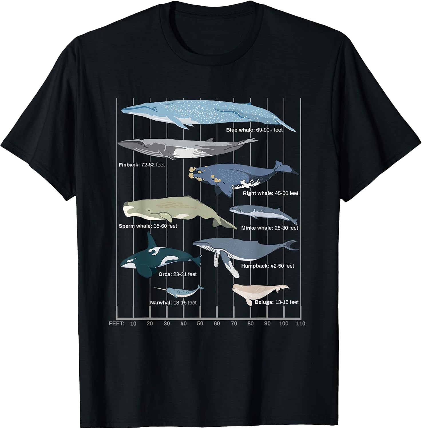 Types Of Whales