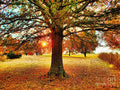 Autumn Sunrise Print Unisex , , , Long Sleeve Tee