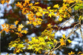 Autumnal Outlook Print Unisex , , , Long Sleeve Tee