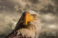 Bald Eagle Portrait 10 Print Unisex , , , Long Sleeve Tee