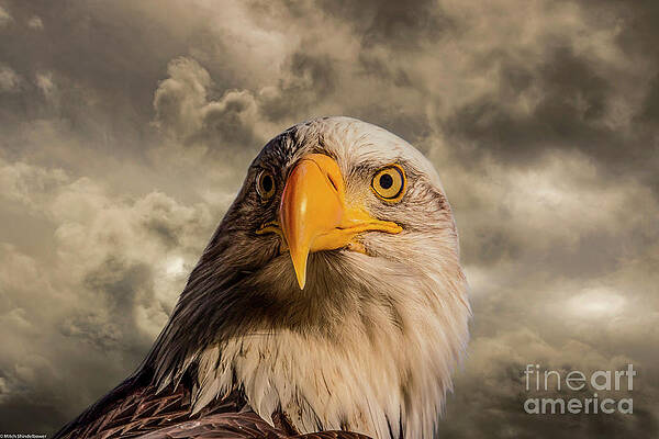 Bald Eagle Portrait 10 Print Unisex , , , Long Sleeve Tee
