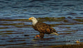 Bald Eagle Profile 5 Print Unisex , , , Long Sleeve Tee