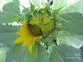 Beautiful Bashful Sunflower Print Unisex , , , Long Sleeve Tee