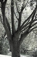 Beautiful Beech Tree Print Unisex , , , Long Sleeve Tee
