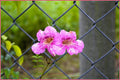 Beauty On Fence Print Unisex , , , Long Sleeve Tee