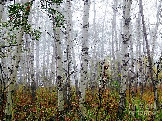 Birch Trees - Fall Mist Print Unisex , , , Long Sleeve Tee