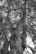 Black And White Tree Print Unisex , , , Long Sleeve Tee