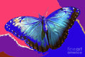 Blue Butterfly Print Unisex , , , Long Sleeve Tee