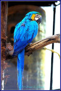 Blue Macaw Print Unisex , , , Long Sleeve Tee