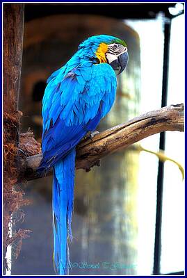 Blue Macaw Print Unisex , , , Long Sleeve Tee