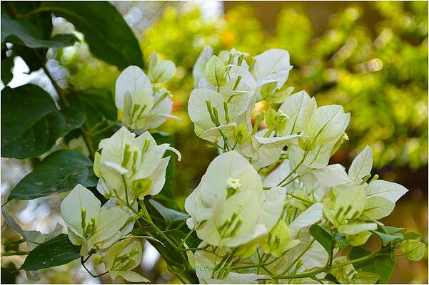 Bougainvillea In White Print Unisex , , , Long Sleeve Tee
