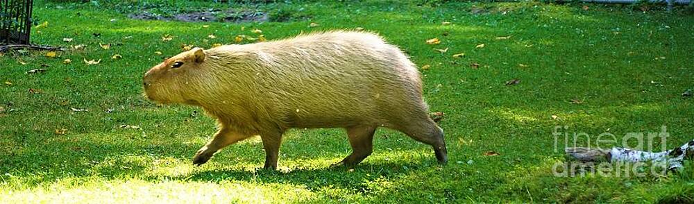 Capybara Print Unisex , , , Long Sleeve Tee