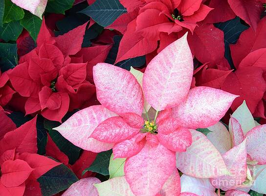 Christmas Pointsettia Print Unisex , , , Long Sleeve Tee