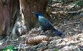 Common Grackle Print Unisex , , , Long Sleeve Tee