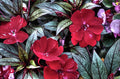 Creative Impatiens Walleriana Print Unisex , , , Long Sleeve Tee