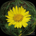Daisy In A Square Bubble Print Unisex , , , Long Sleeve Tee
