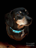 Dash The Dachshund Print Unisex , , , Long Sleeve Tee