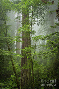Foggy Redwood Forest Print Unisex , , , Long Sleeve Tee