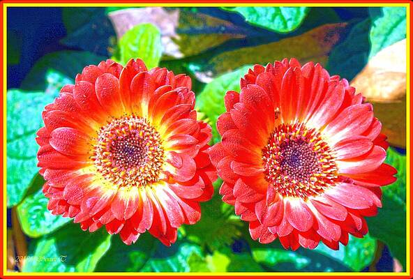 Gerbera Couple Print Unisex , , , Long Sleeve Tee