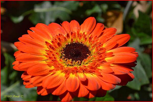 Gerbera Orange Macro Print Unisex , , , Long Sleeve Tee