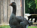 Goose On Guard Print Unisex , , , Long Sleeve Tee