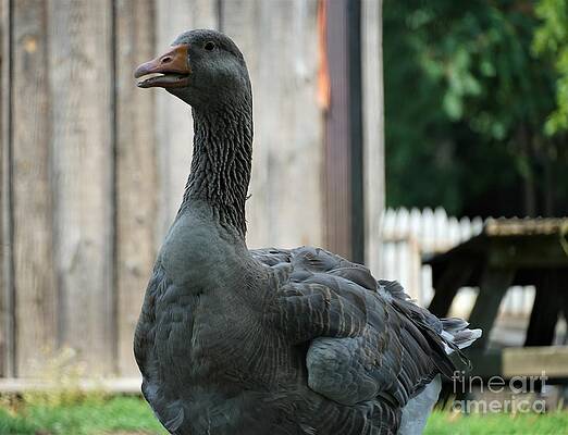 Goose On Guard Print Unisex , , , Long Sleeve Tee