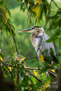 Great Blue Heron Print Unisex , , , Long Sleeve Tee