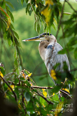Great Blue Heron Print Unisex , , , Long Sleeve Tee