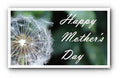 White Dandelion Mother's Day Greeting Print Unisex , , , Long Sleeve Tee