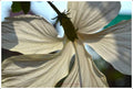 Hibiscus In White Print Unisex , , , Long Sleeve Tee