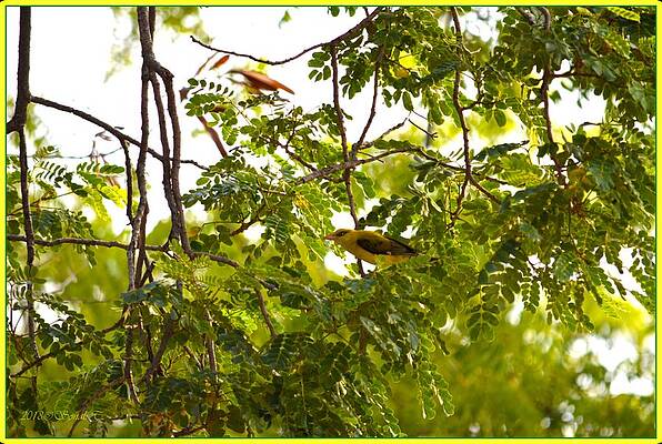 Indian Golden Oriole Print Unisex , , , Long Sleeve Tee