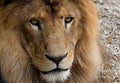 King Of The Jungle Print Unisex , , , Long Sleeve Tee