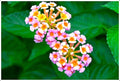 Lantana Camara Print Unisex , , , Long Sleeve Tee