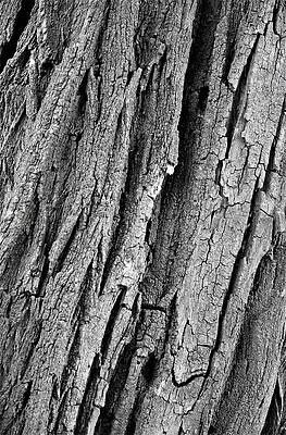 Leguminosae Bark Print Unisex , , , Long Sleeve Tee