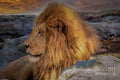 Lion Portrait Print Unisex , , , Long Sleeve Tee