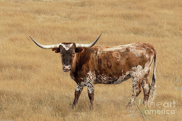 Longhorn Country Print Unisex , , , Long Sleeve Tee
