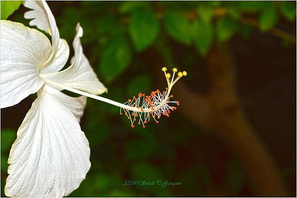 Macro Of White Hibiscus Print Unisex , , , Long Sleeve Tee