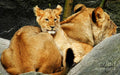 Mama And Baby Lion Print Unisex , , , Long Sleeve Tee