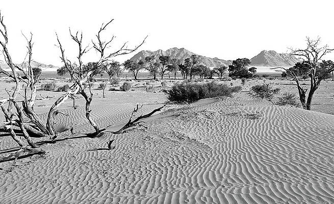 Namibian Desert Near Sossuvlei National Park With Dune Wind Pattern In Black And White Print