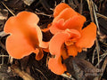 Northwest Orange Peel Fungus Print Unisex , , , Long Sleeve Tee