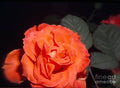 Orange Peach Rose Print Unisex , , , Long Sleeve Tee